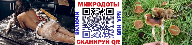 Псилоцибиновые грибы Psilocybe  Новый Уренгой 